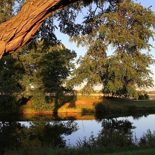 Summer sun tree wallpaper