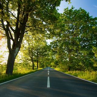 Summer sun tree wallpaper