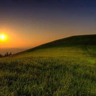 Summer sun tree wallpaper