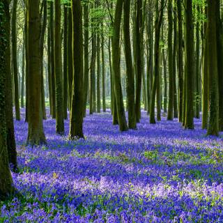 Forest trees spring wallpaper