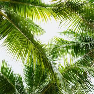 Summer sun tree wallpaper