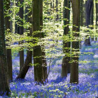 Forest trees spring wallpaper