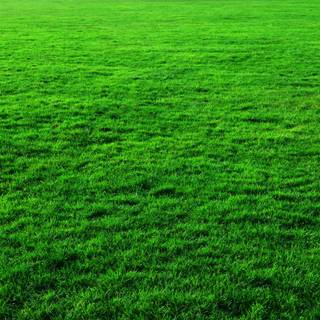 Green grass summer wallpaper