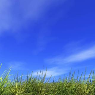 Green grass summer wallpaper