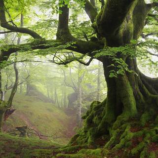 Forest trees spring wallpaper