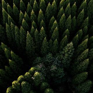 Forest trees spring wallpaper