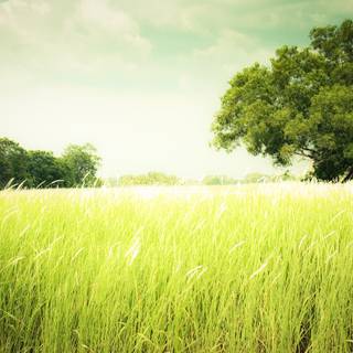 Green grass summer wallpaper