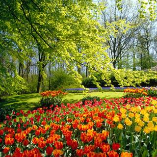 Summer sun tree wallpaper