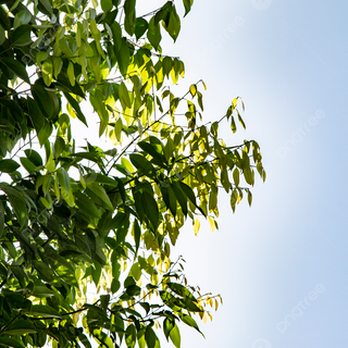 Summer sun tree wallpaper