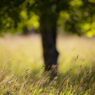 Green grass summer wallpaper