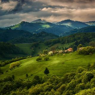 Forest trees spring wallpaper