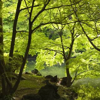Forest trees spring wallpaper