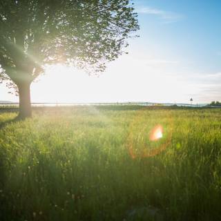 Summer sun tree wallpaper