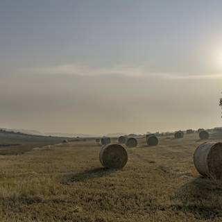 Summer sun tree wallpaper