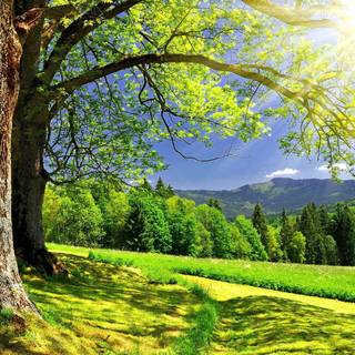 Summer sun tree wallpaper