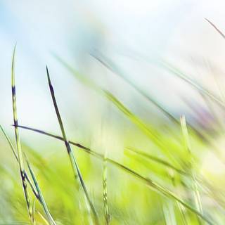 Green grass summer wallpaper