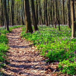 Forest trees spring wallpaper