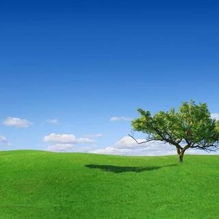 Green grass summer wallpaper