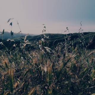 Green grass summer wallpaper