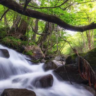 Forest trees spring wallpaper