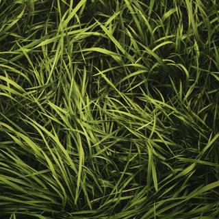 Green grass summer wallpaper
