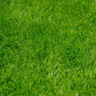 Green grass summer wallpaper