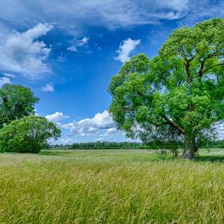 Green grass summer wallpaper