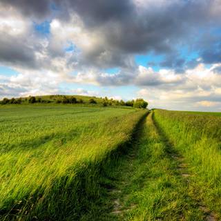 Green grass summer wallpaper