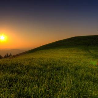 Green grass summer wallpaper