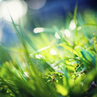 Green grass summer wallpaper