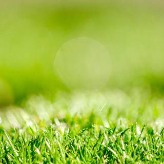 Green grass summer wallpaper