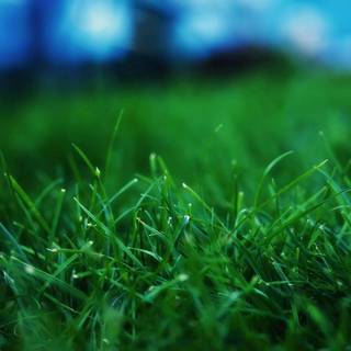 Green grass summer wallpaper