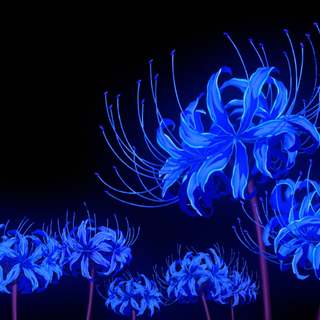 Blue Spider Lily wallpaper