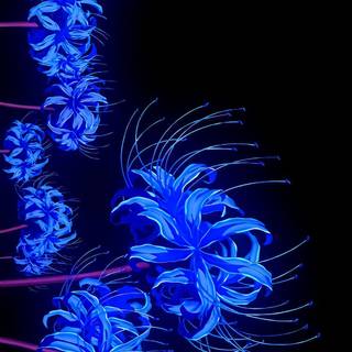 Blue Spider Lily wallpaper