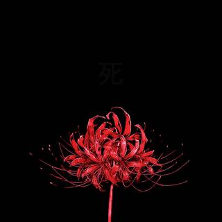 Spider lilies wallpaper