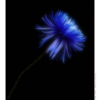 Blue Spider Lily wallpaper