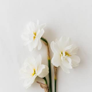 Narcissus flower wallpaper