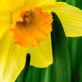 Narcissus flower wallpaper