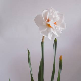 Narcissus flower wallpaper