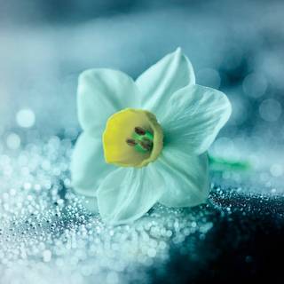 Narcissus flower wallpaper
