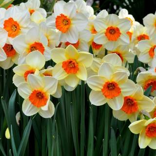 Narcissus flower wallpaper