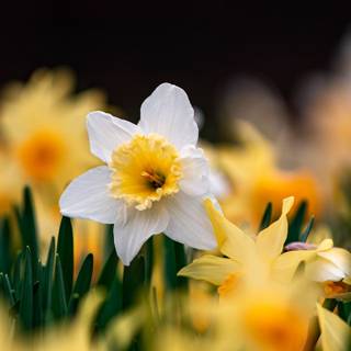 Narcissus flower wallpaper