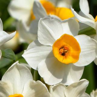 Narcissus flower wallpaper