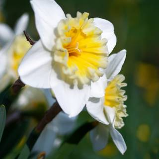 Narcissus flower wallpaper