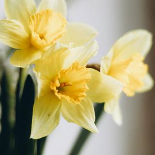 Narcissus flower wallpaper