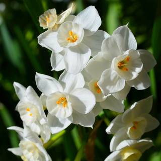 Narcissus flower wallpaper