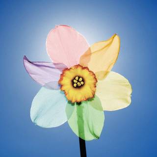 Narcissus flower wallpaper