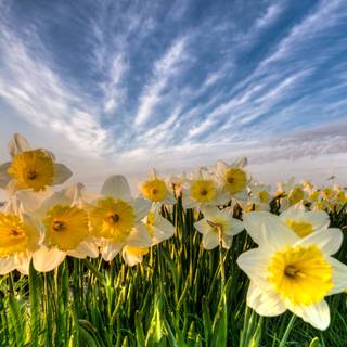 Narcissus flower wallpaper