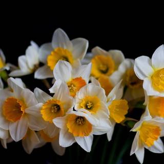 Narcissus flower wallpaper