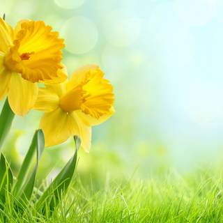 Narcissus flower wallpaper